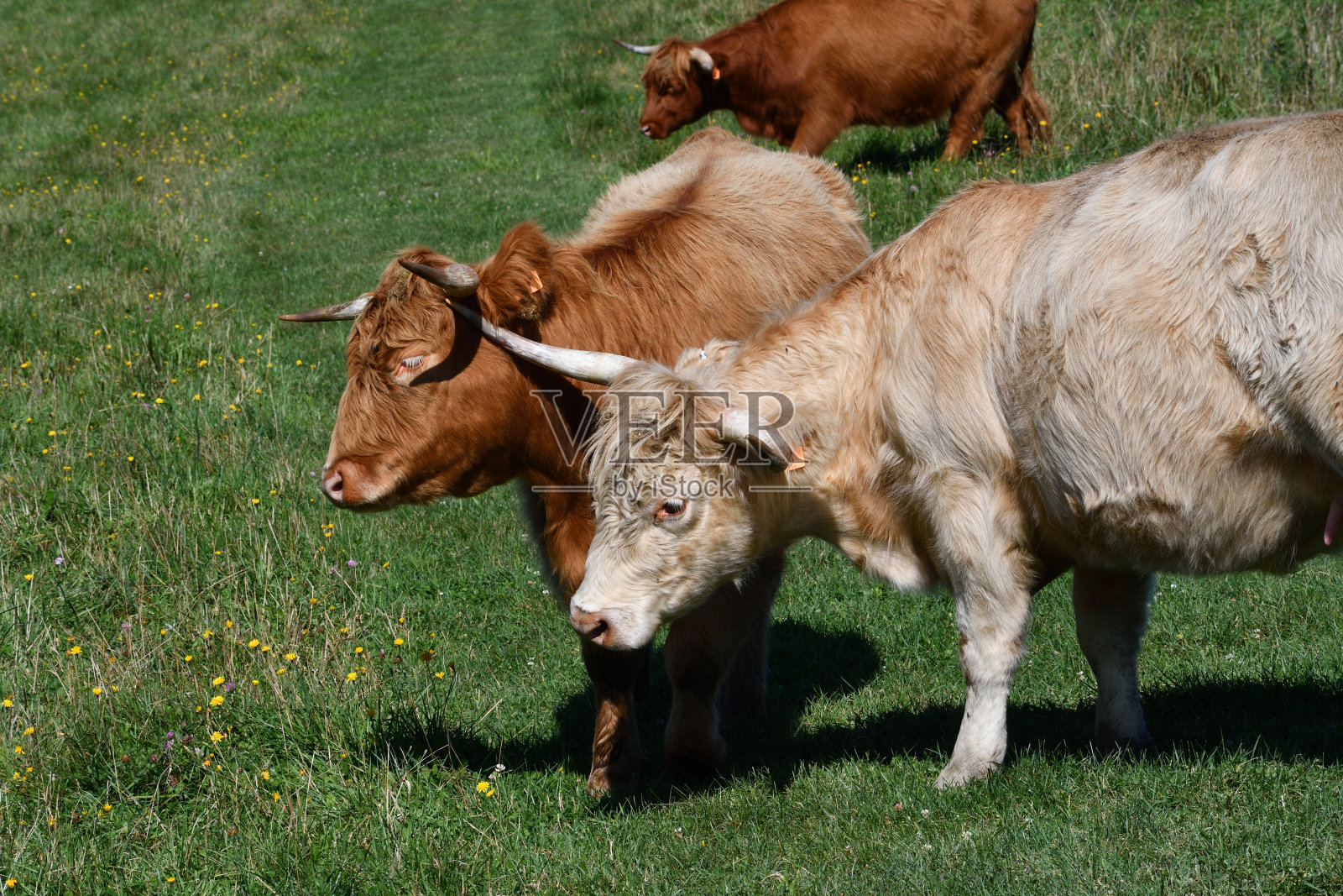 高原牛照片摄影图片