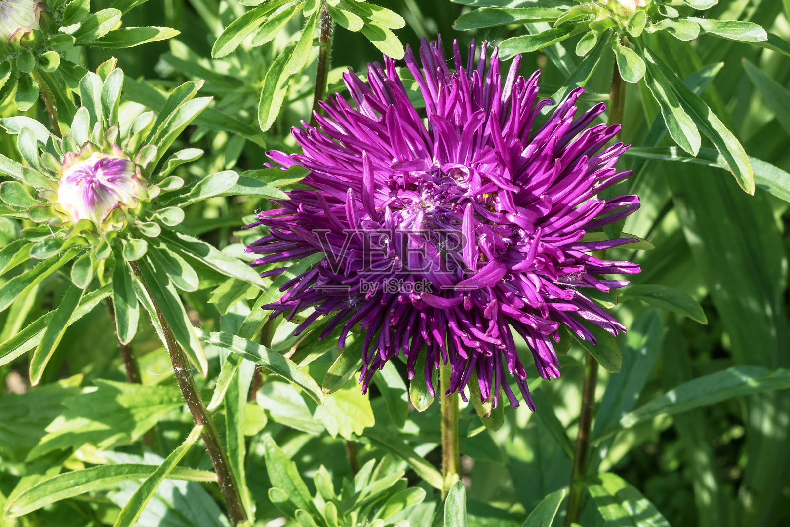 在花园花坛上的一年生紫菀盛开的明亮的淡紫色花序。照片摄影图片