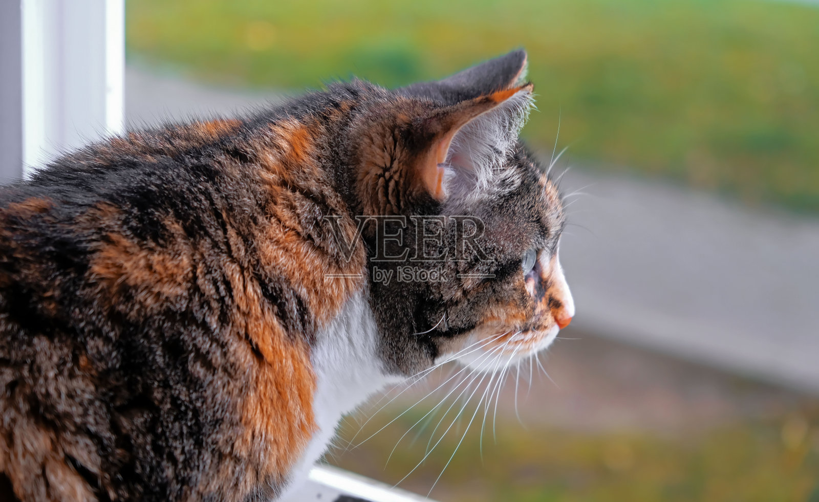 一只红色的家猫望着窗外。侧视图。照片摄影图片