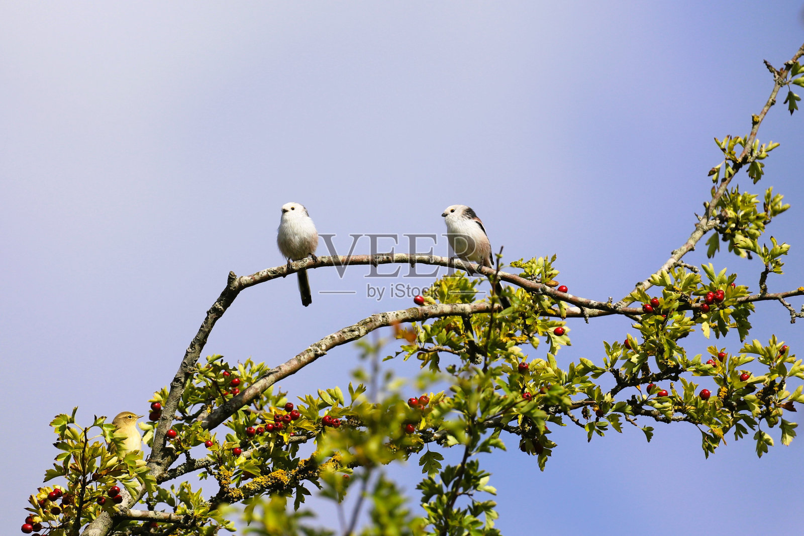鸟和浆果照片摄影图片