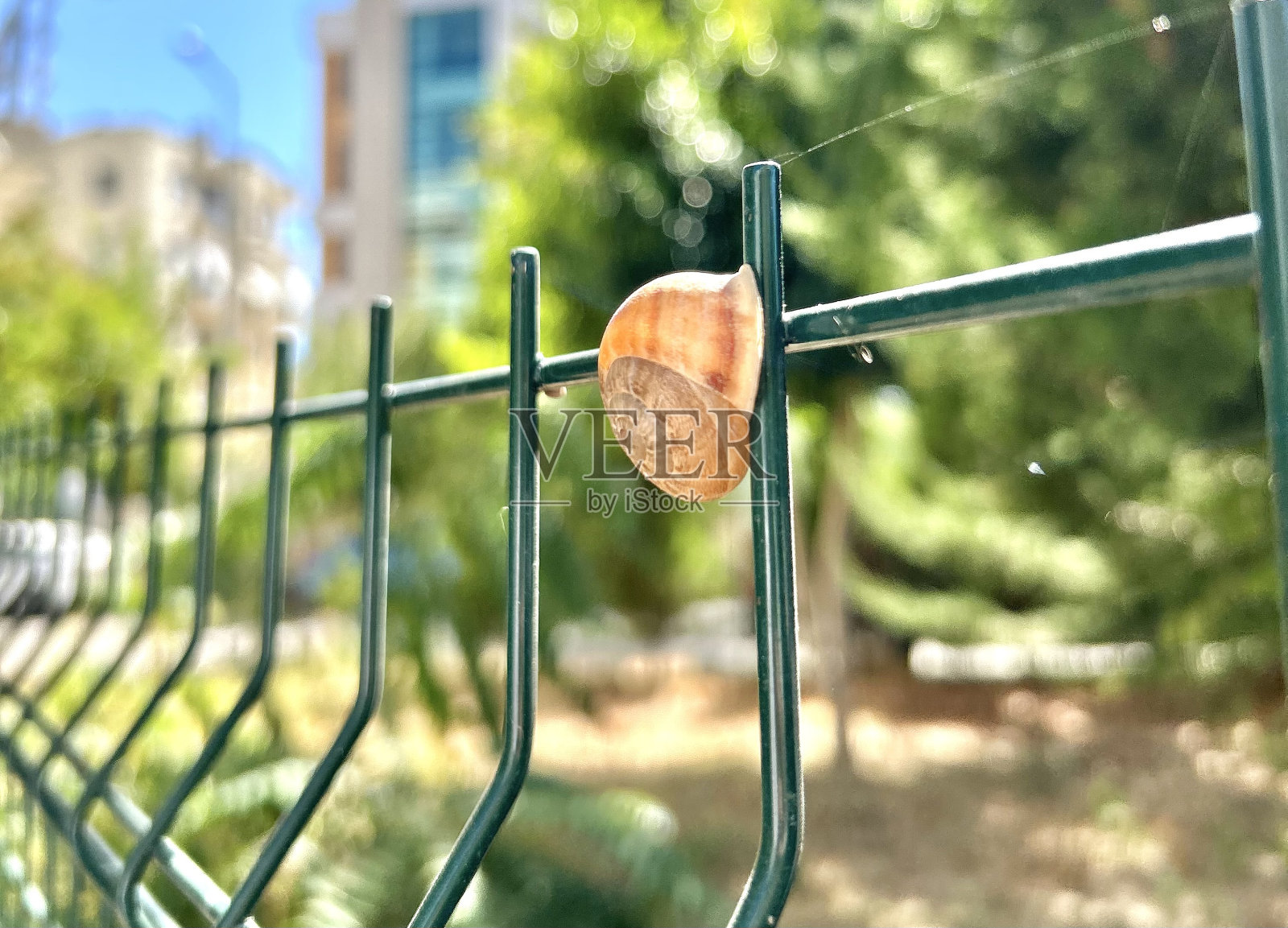 蜗牛照片摄影图片