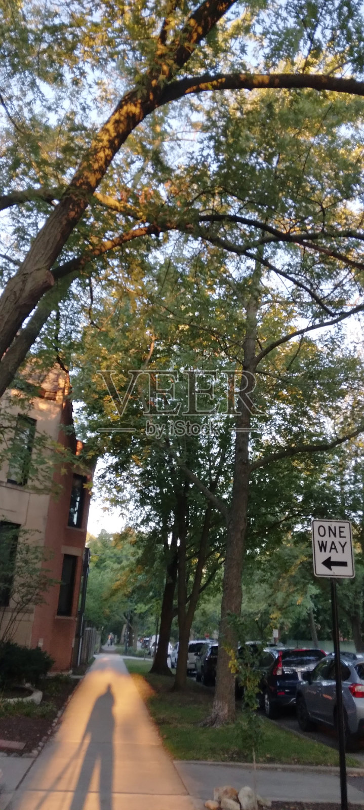 Manlongshadow和tallyree照片摄影图片