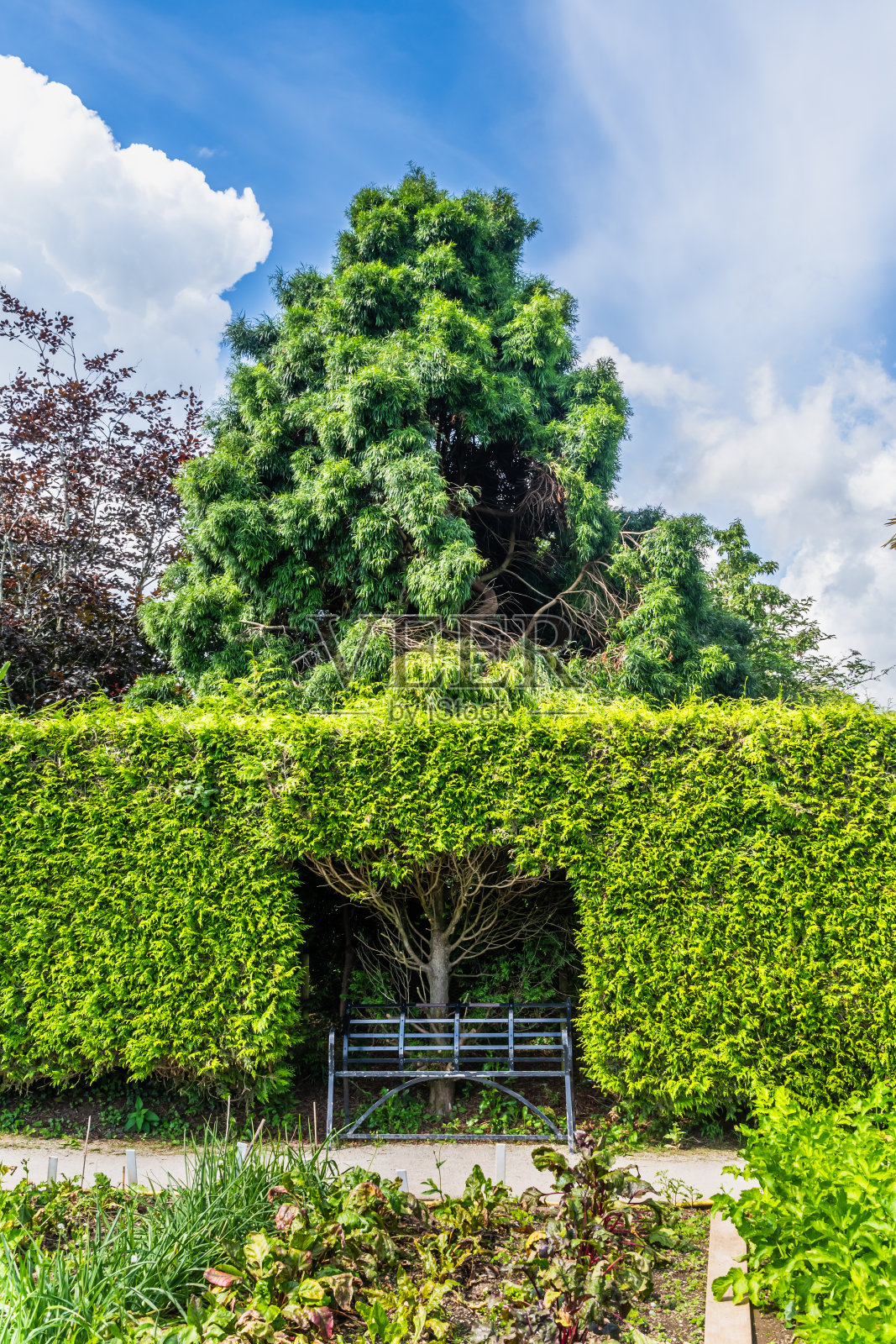 绿树成荫的花园长椅照片摄影图片