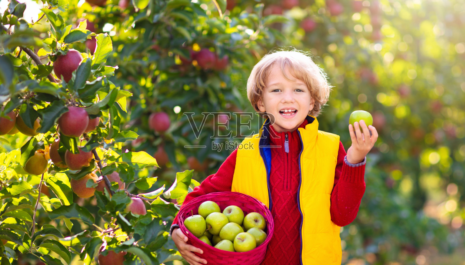 孩子在农场摘苹果。果园的乐趣。照片摄影图片