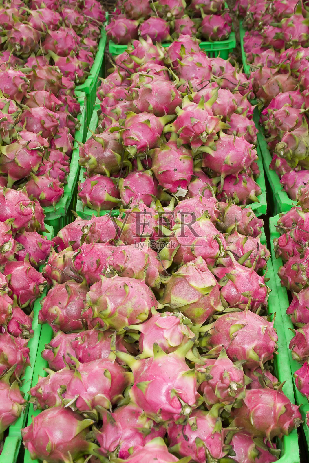 龙果，火龙果(Selenicereus megalanthus)，越南，亚洲照片摄影图片