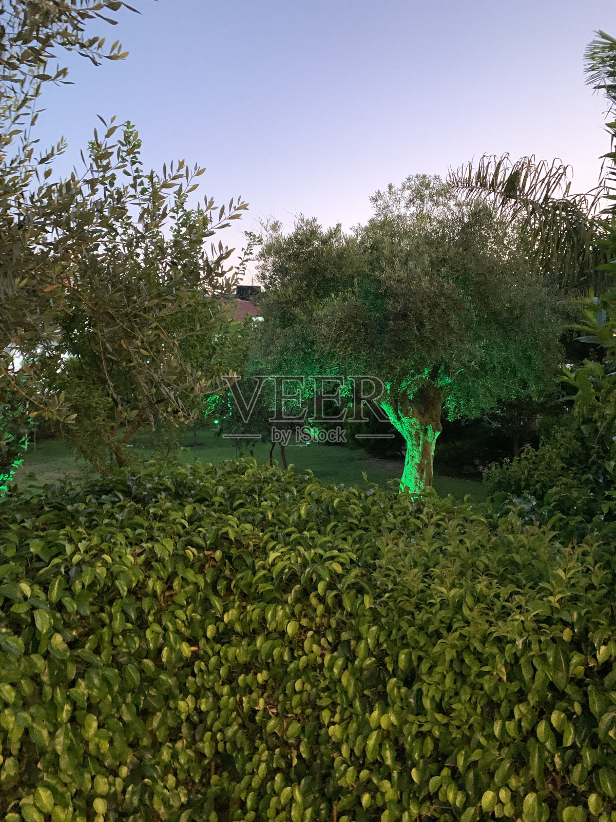 美丽的花园照片摄影图片