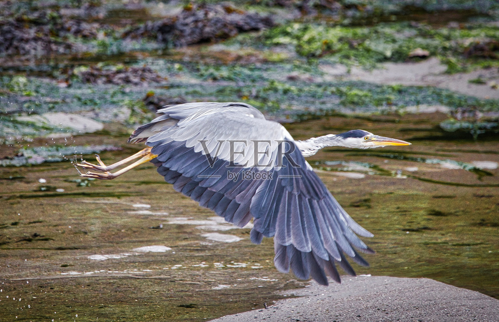 苍鹭照片摄影图片