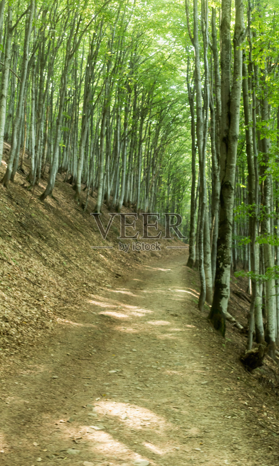 山毛榉林中的路照片摄影图片