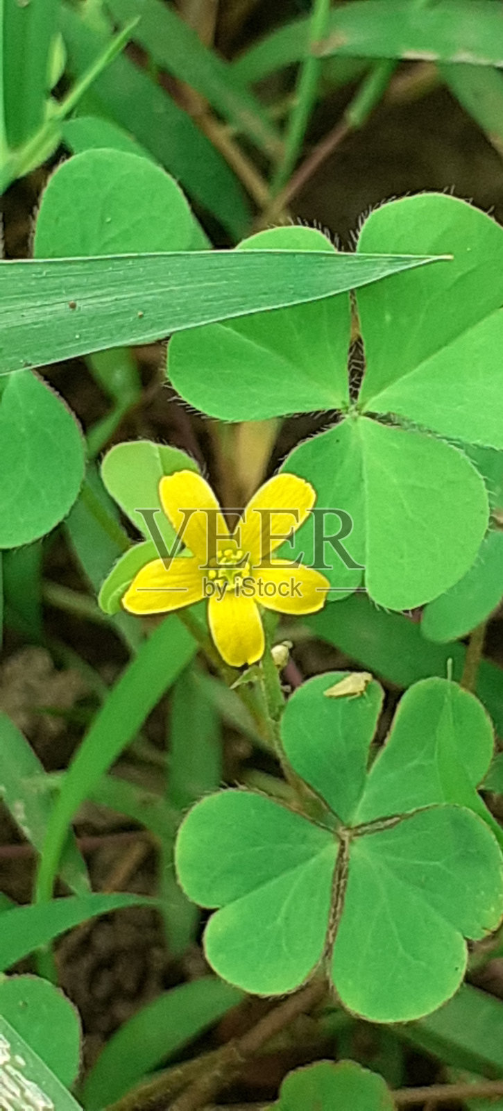 匍匐在绿色叶子背景上的酢草花照片摄影图片