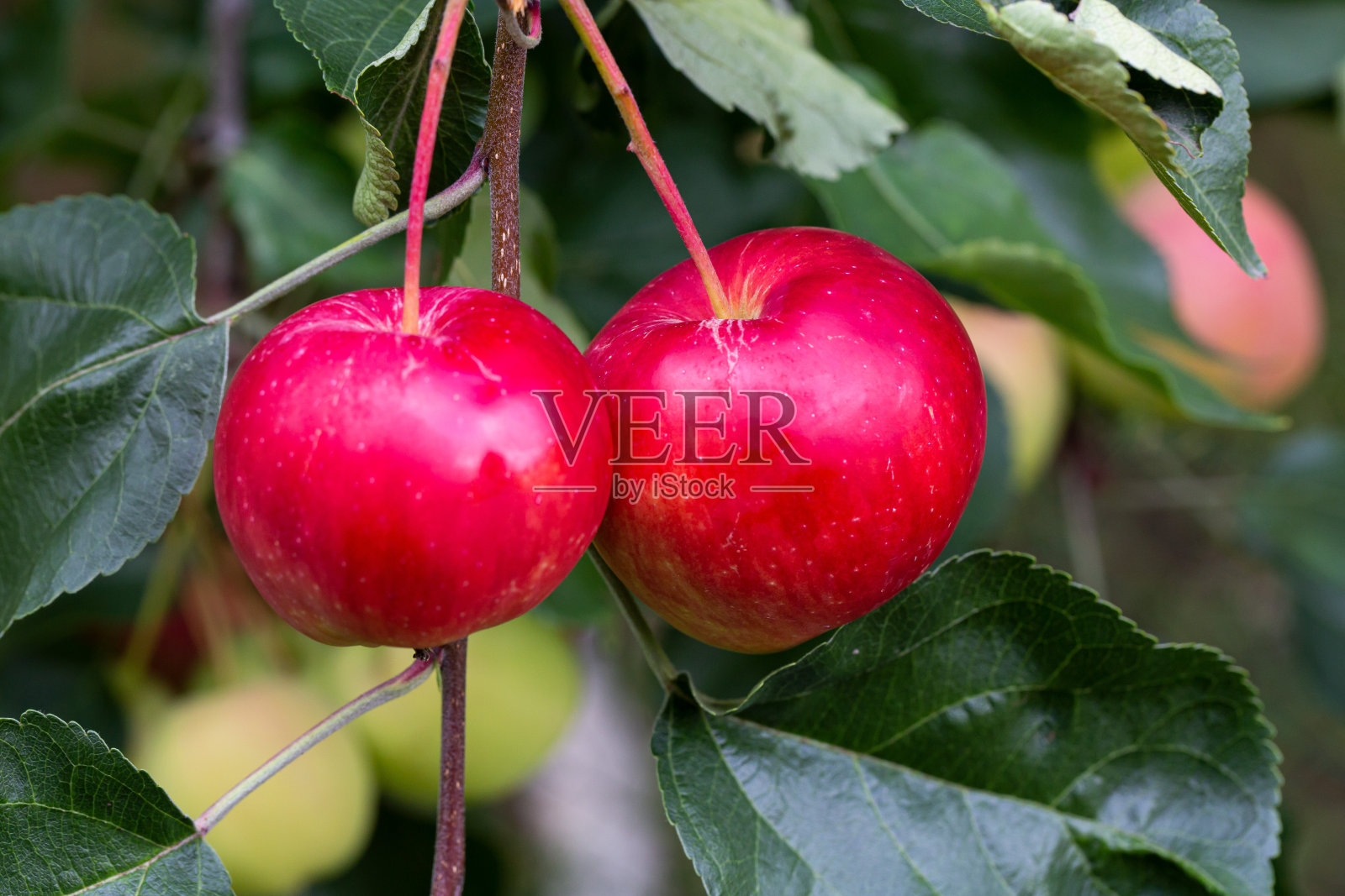 树枝上成熟多汁的苹果。果园，农场，收获。照片摄影图片