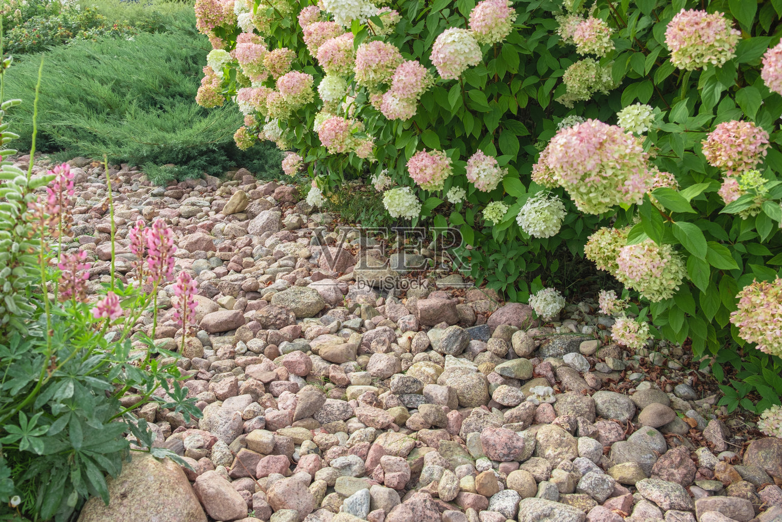 绣球花和针叶树。美丽的花园小径由天然石头、砾石制成。巨大的景观美化趋势。草坪，后院的灌木丛。风景优美。走道。绿色家居设计照片摄影图片