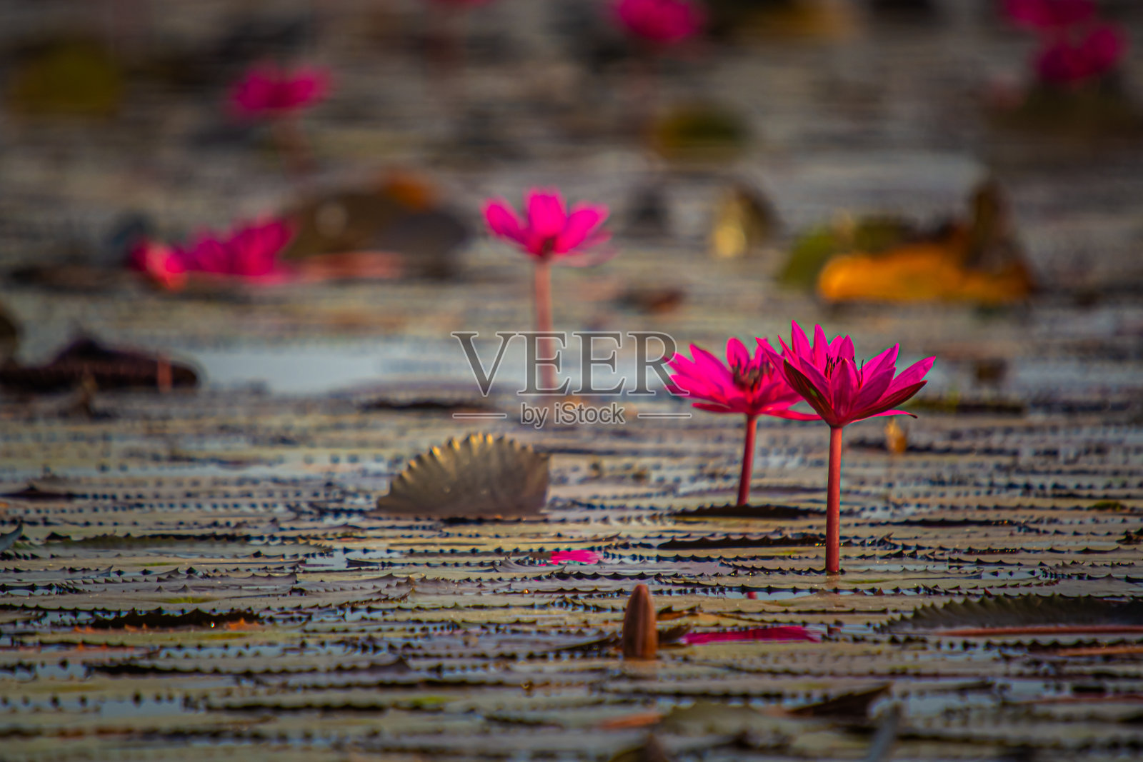 在泰国乌隆他尼省，一个叫做红莲海的大池塘里有一片红色的莲花。照片摄影图片
