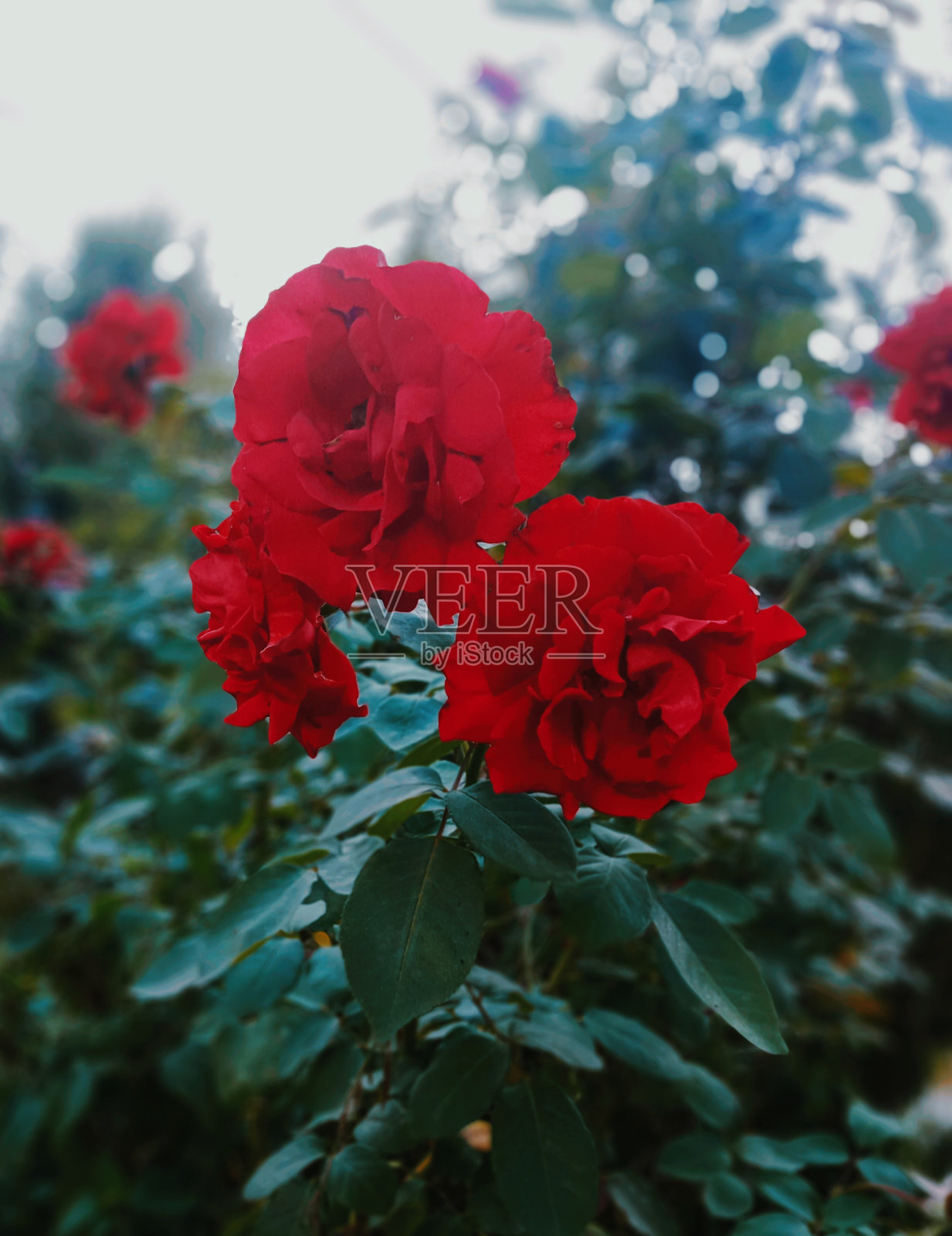 红玫瑰花自然之美，户外之美照片摄影图片