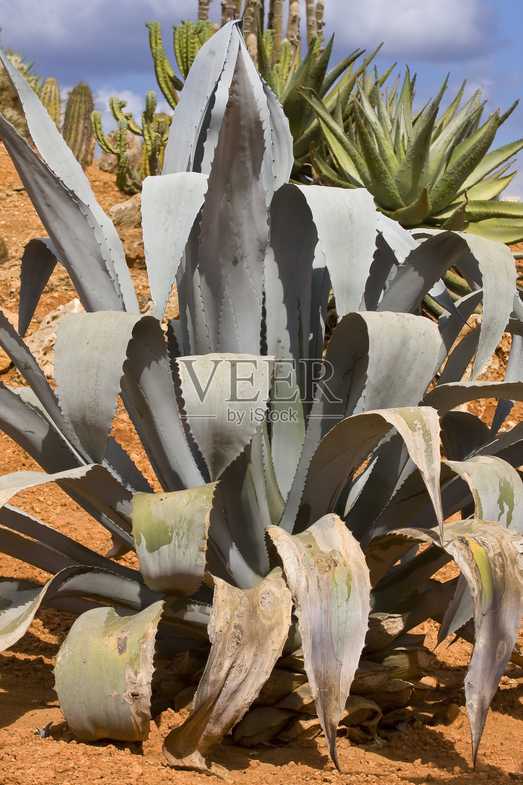 仙人掌(Trichocereus Pasacana)照片摄影图片