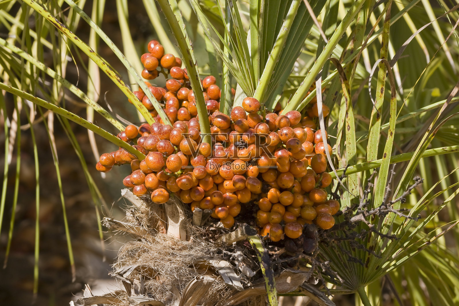 加那利岛枣椰树(Phoenix canariensis)，马略卡岛，西班牙，欧洲照片摄影图片
