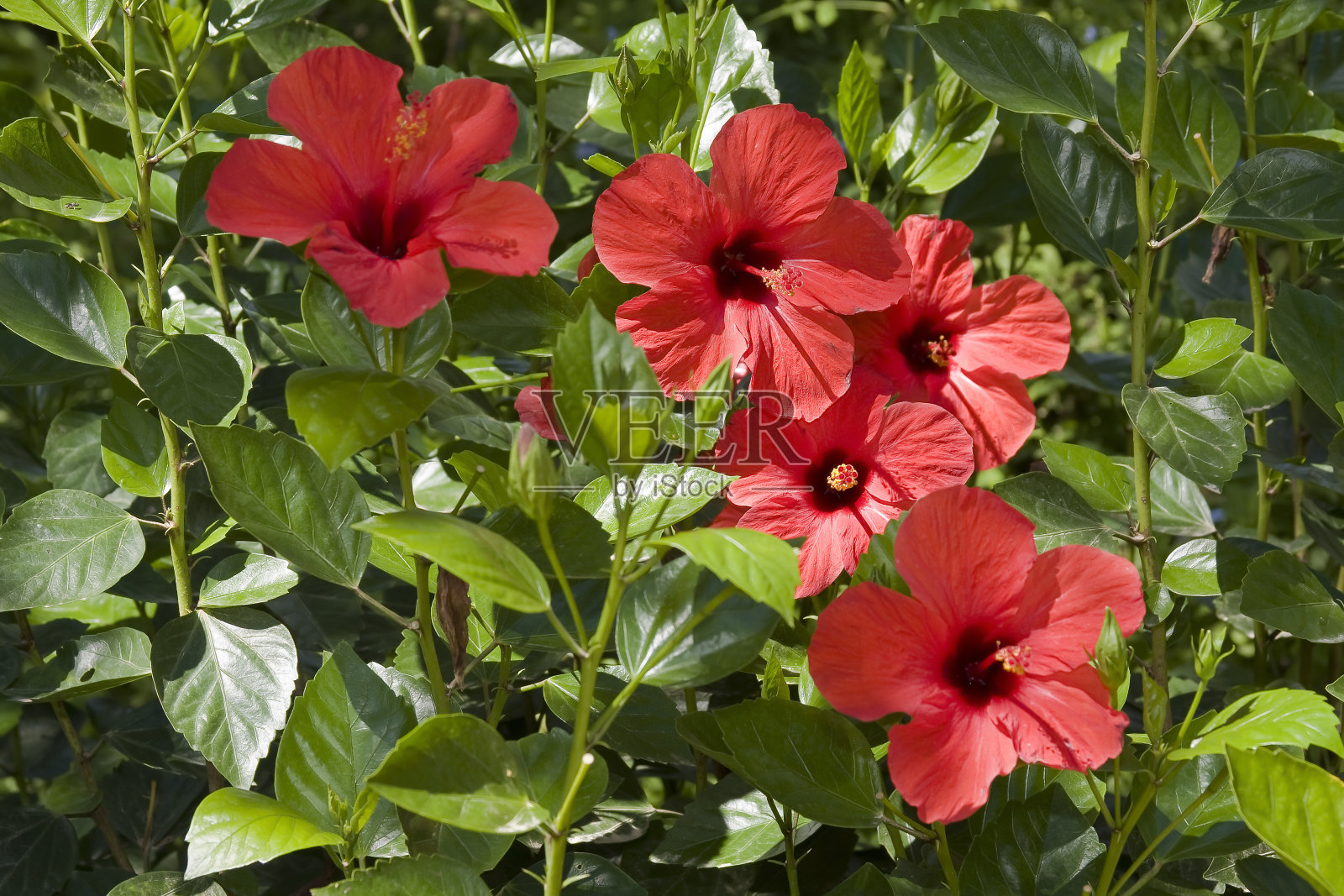盛开的沙伦玫瑰或灌木Althea (Hibiscus syriacus Althea)，马略卡岛，马略卡岛，巴利阿里群岛，西班牙，欧洲照片摄影图片