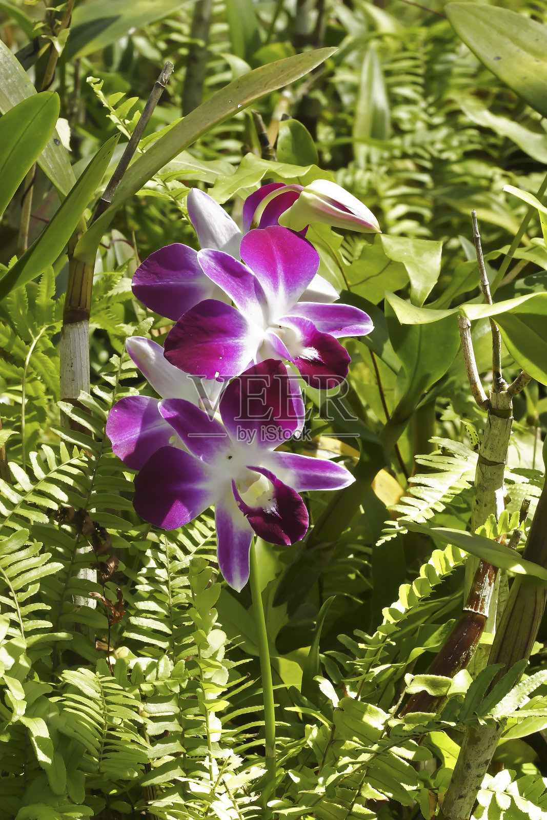 热带兰(兰科)，万达杂交，莫卡拉，普吉岛，泰国照片摄影图片