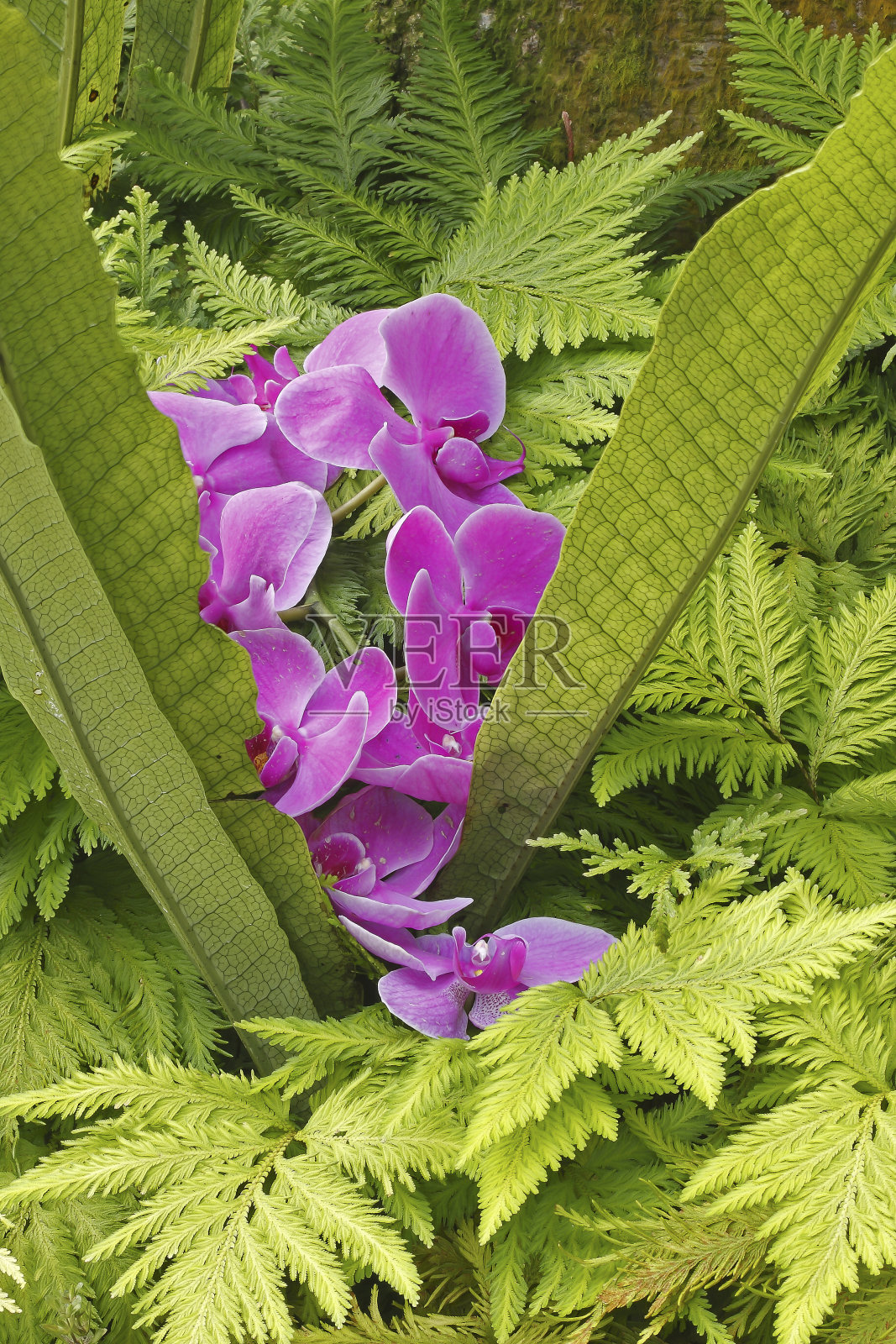 热带兰(兰科)，万达杂交，莫卡拉，普吉岛，泰国照片摄影图片