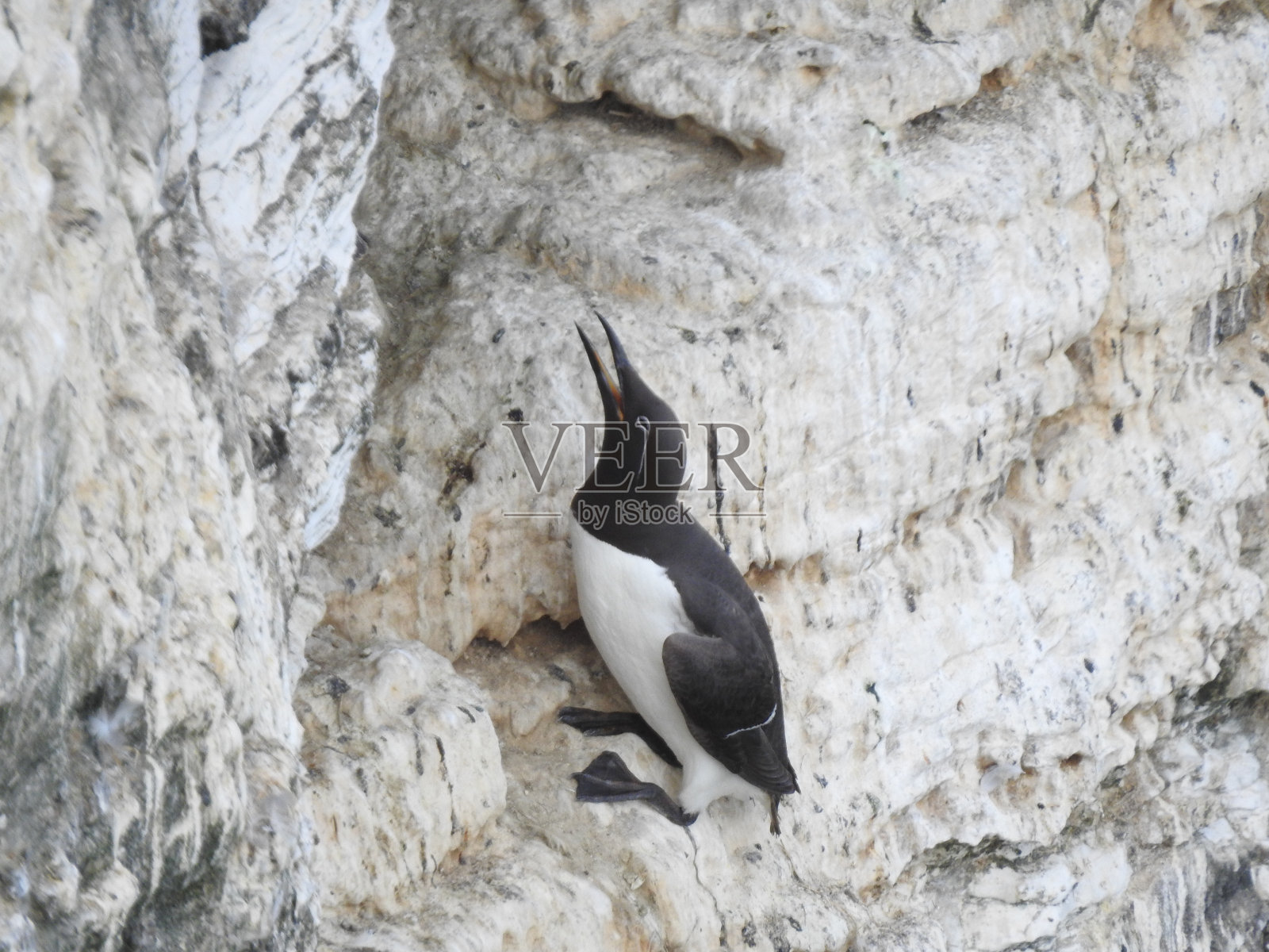 有笼头的海鸠，张开的嘴向上直指，栖息在陡峭的悬崖边上照片摄影图片