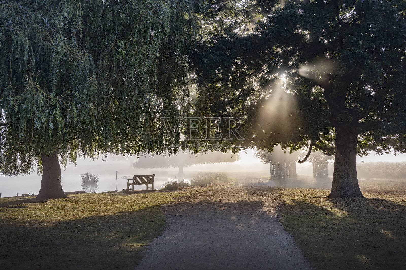 朦胧的阳光透过树林照进来照片摄影图片