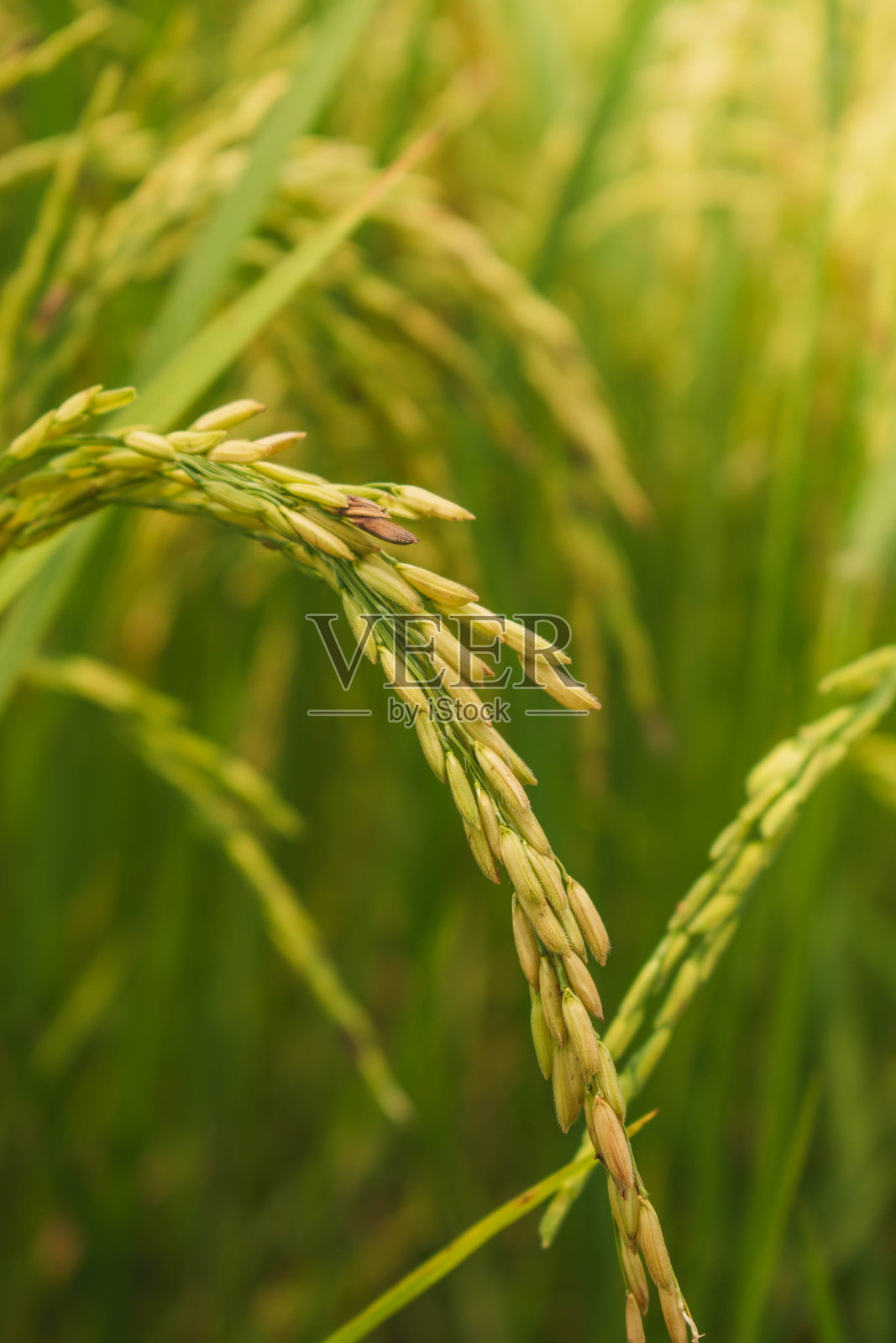 水稻照片摄影图片