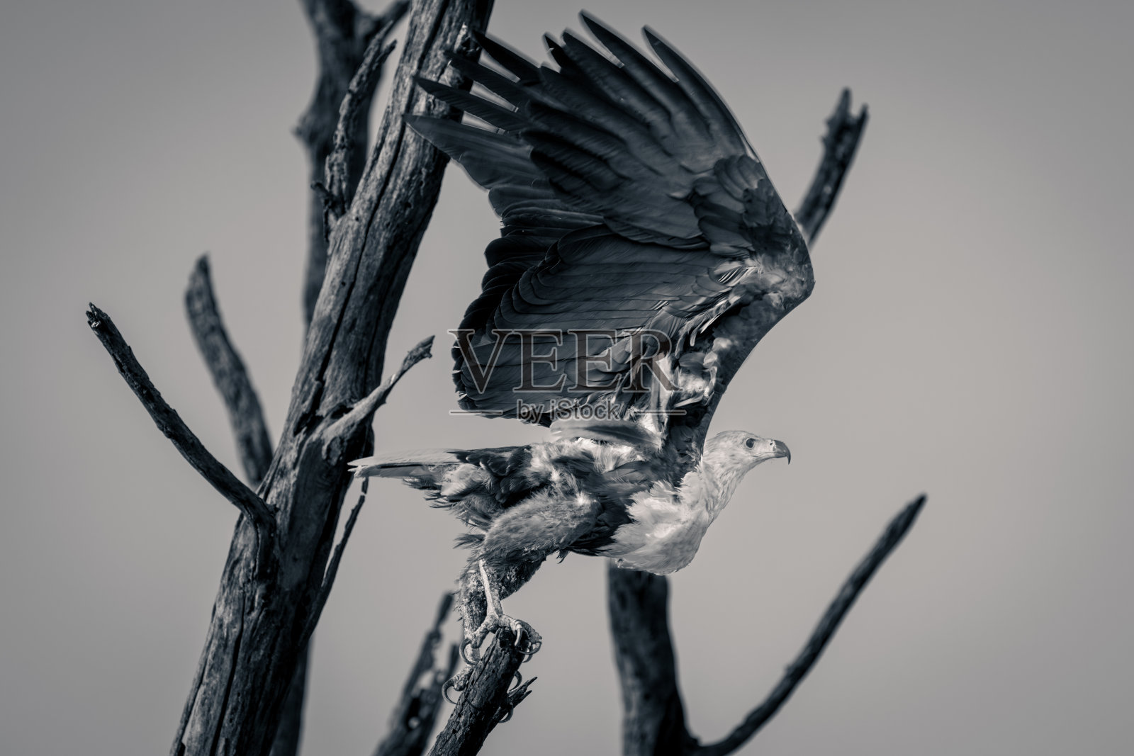 单鱼鹰起飞提升翅膀照片摄影图片