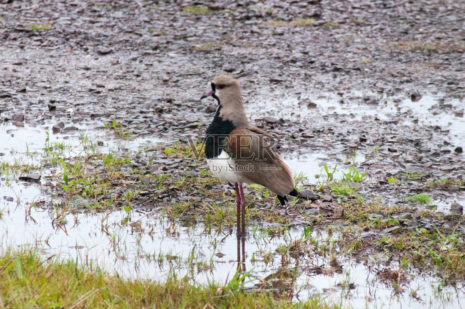 水里的香草鸟照片摄影图片