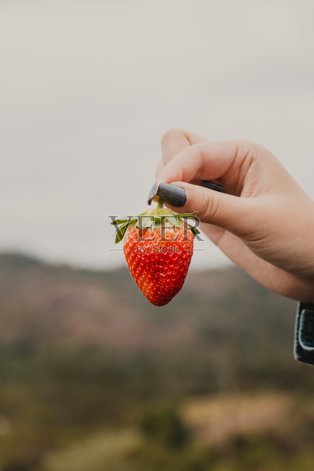 在农场拿着新鲜的草莓照片摄影图片