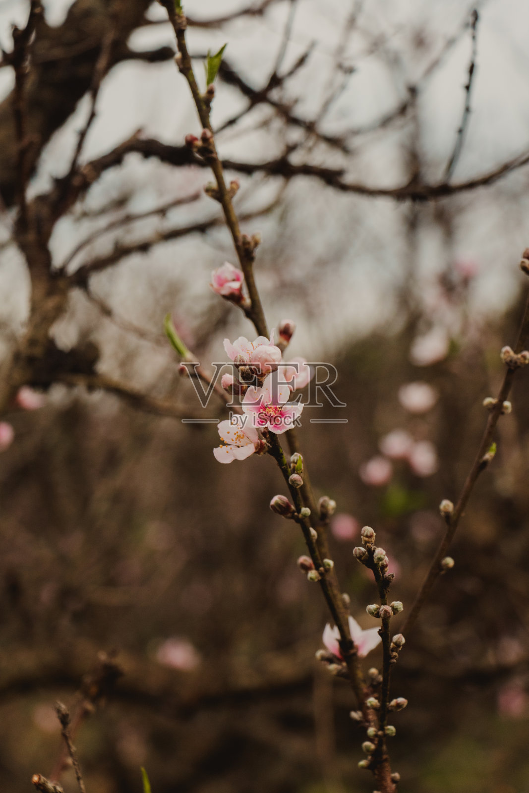 桃花开近了照片摄影图片