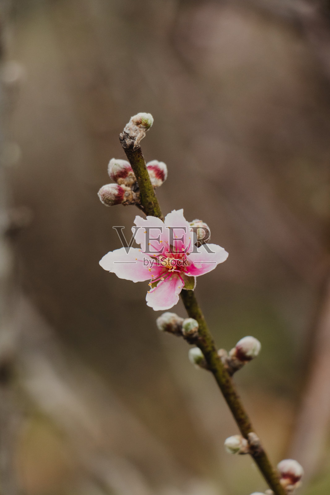桃树花近距离照片摄影图片