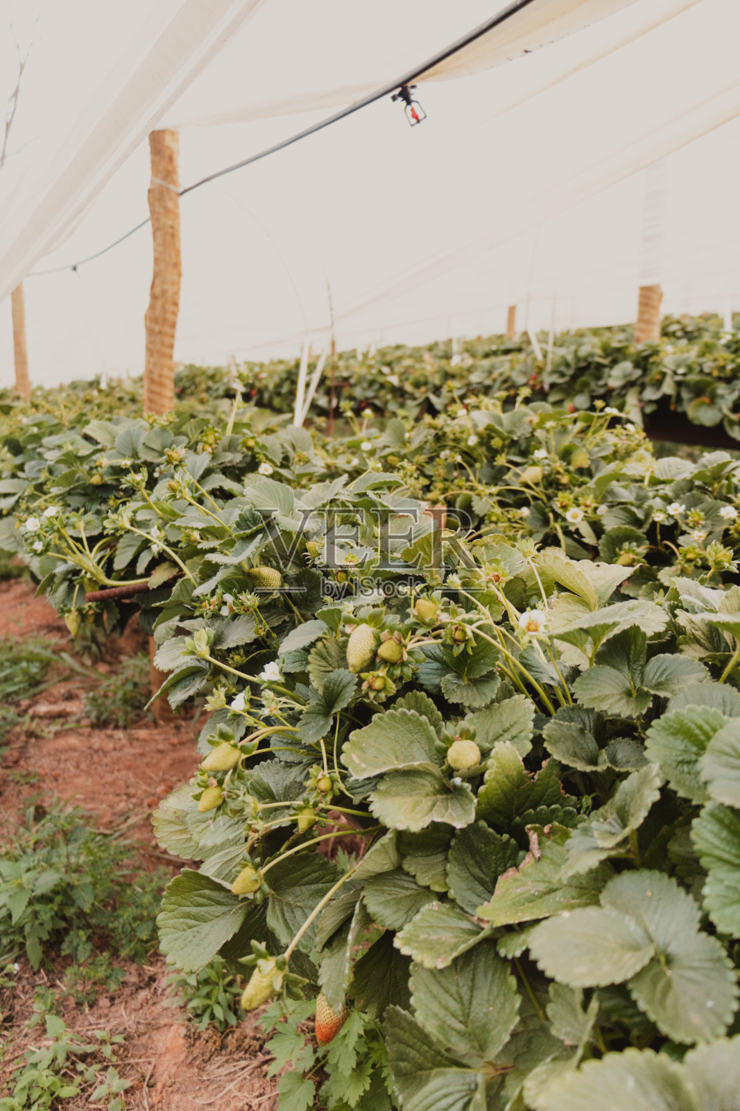 草莓种植园特写照片摄影图片