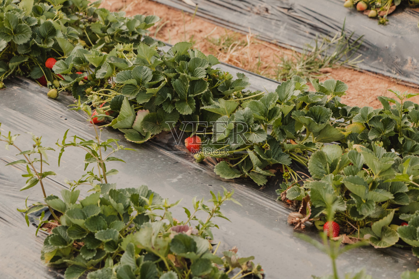 新鲜草莓生长的景象照片摄影图片