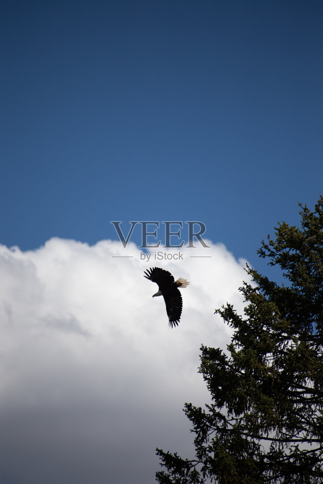 大提顿国家公园-白头鹰照片摄影图片