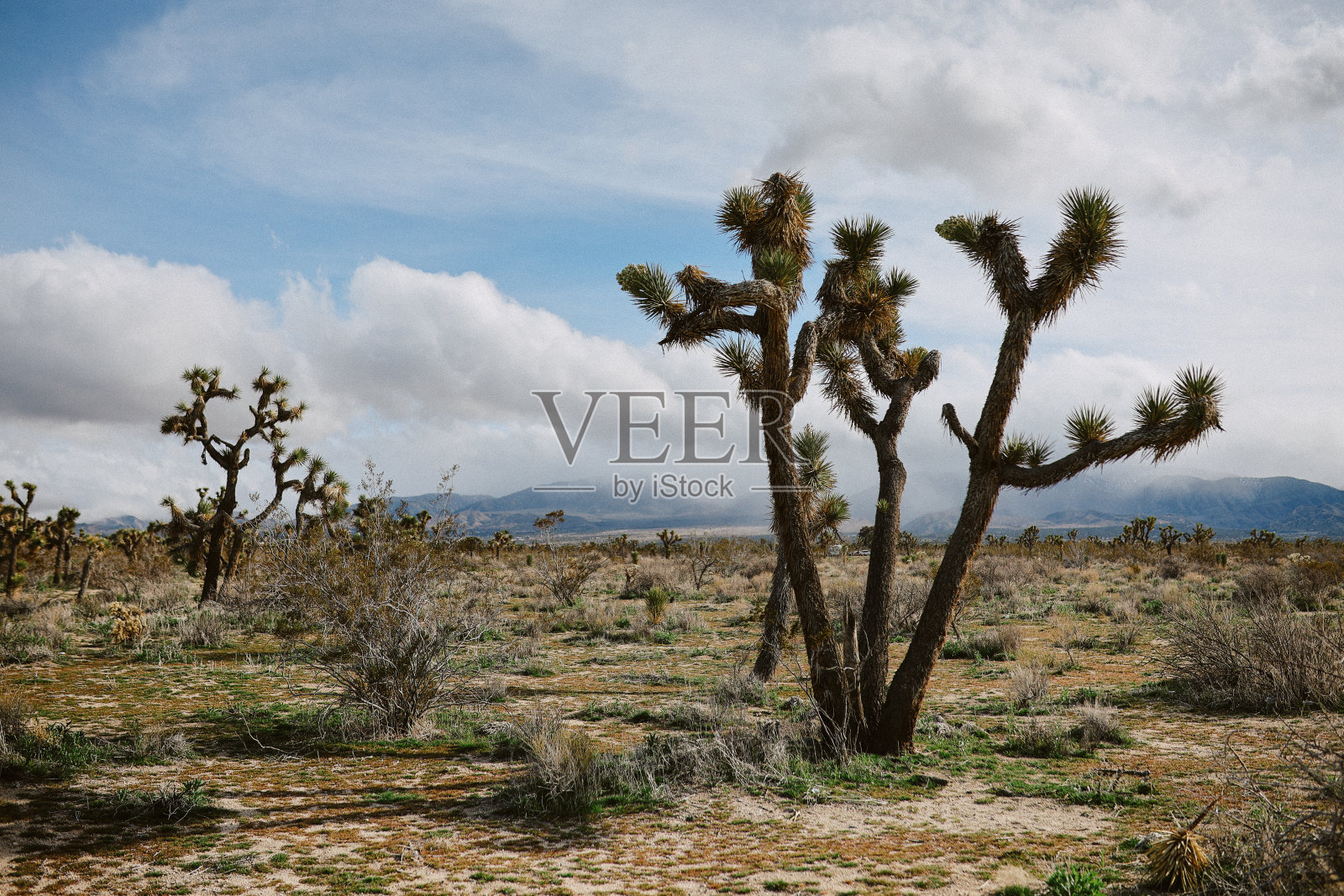 约书亚树国家公园照片摄影图片