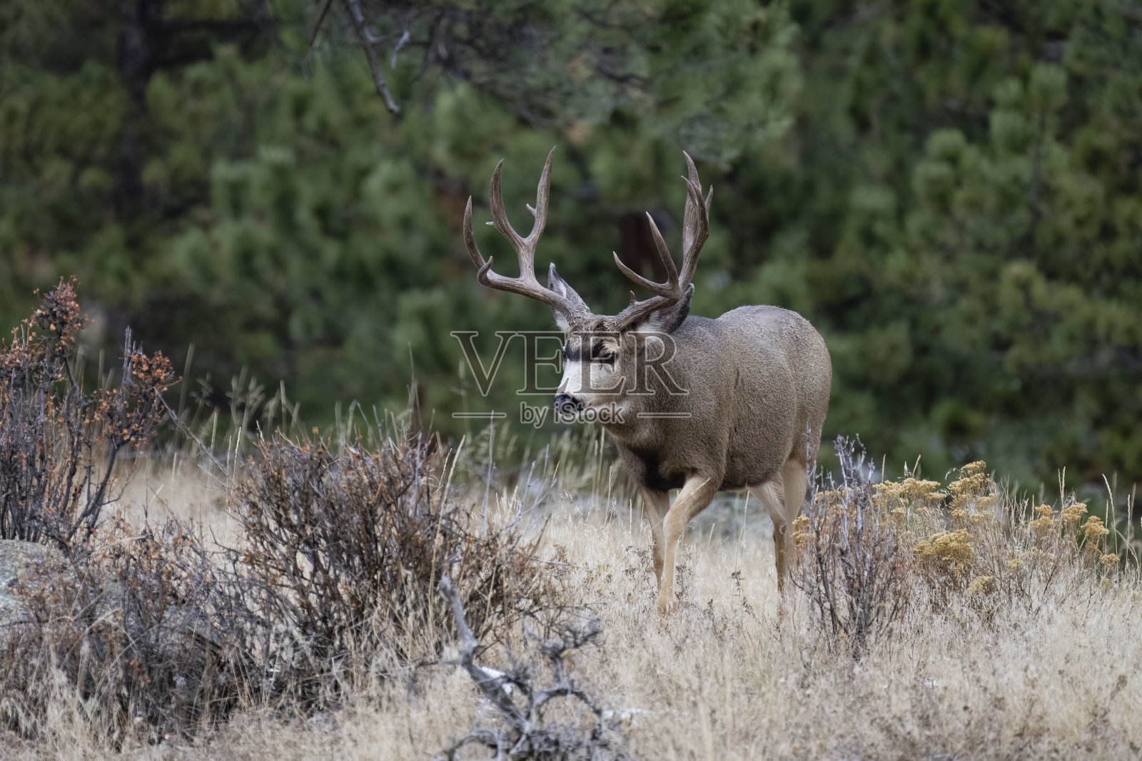 落基山国家公园的骡鹿，雄性动物照片摄影图片