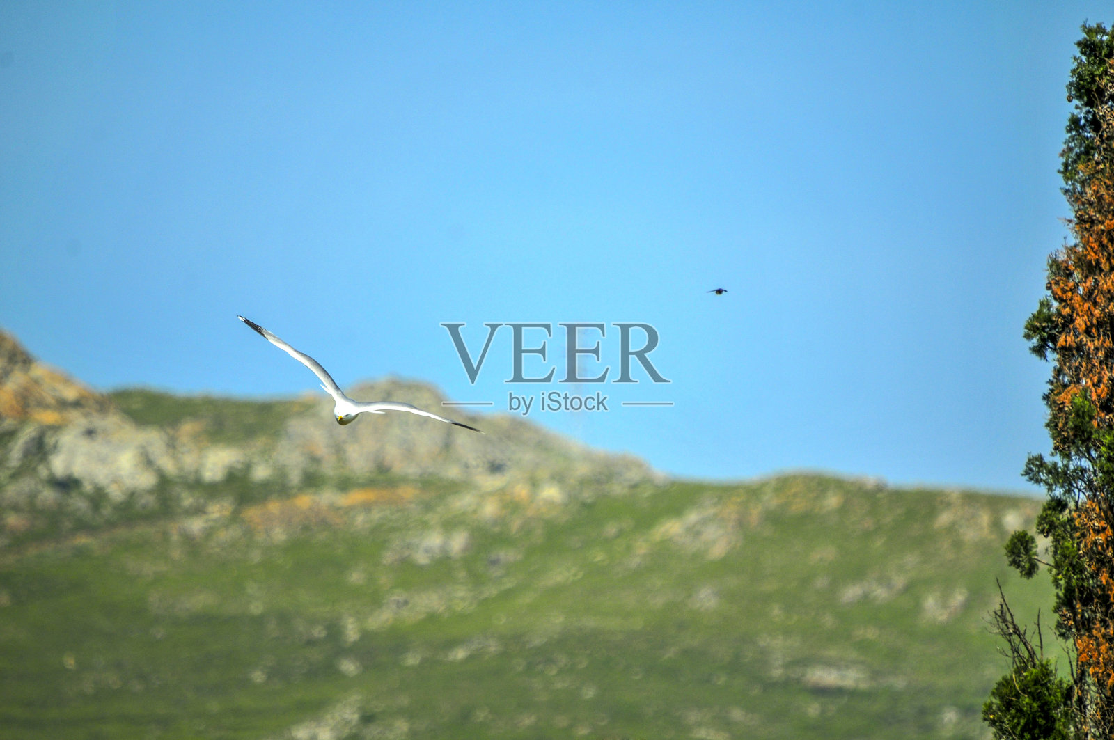 海鸥飞照片摄影图片