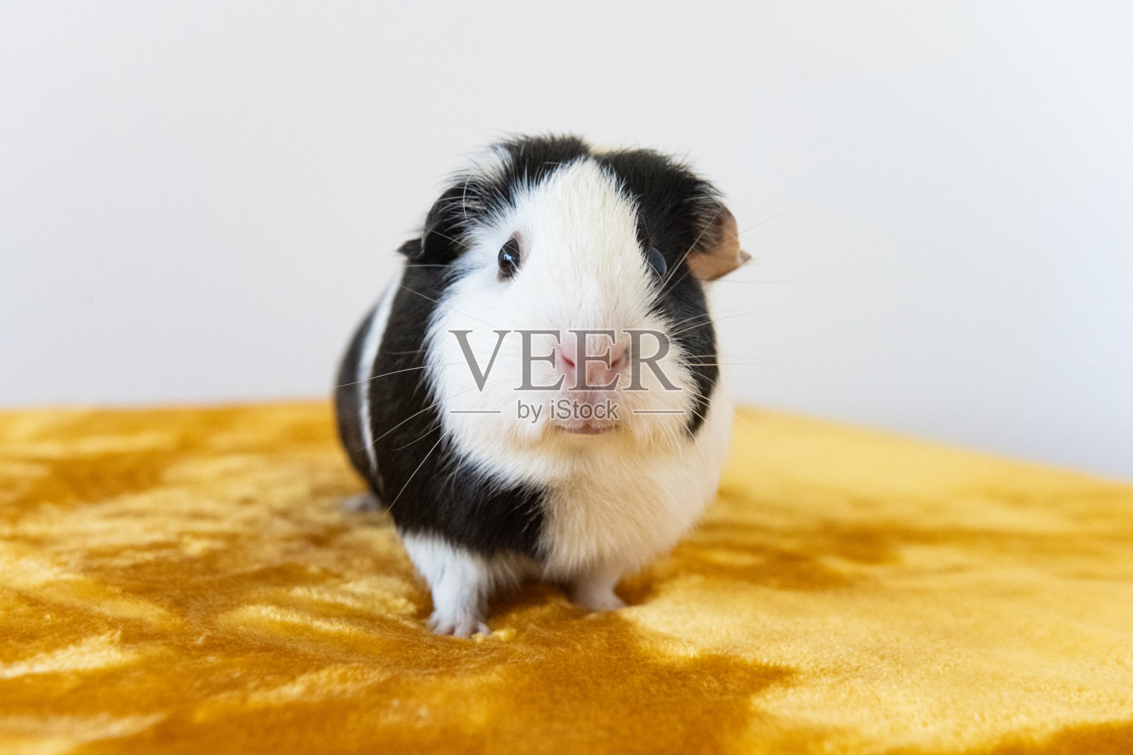 室内宠物豚鼠的肖像照片摄影图片
