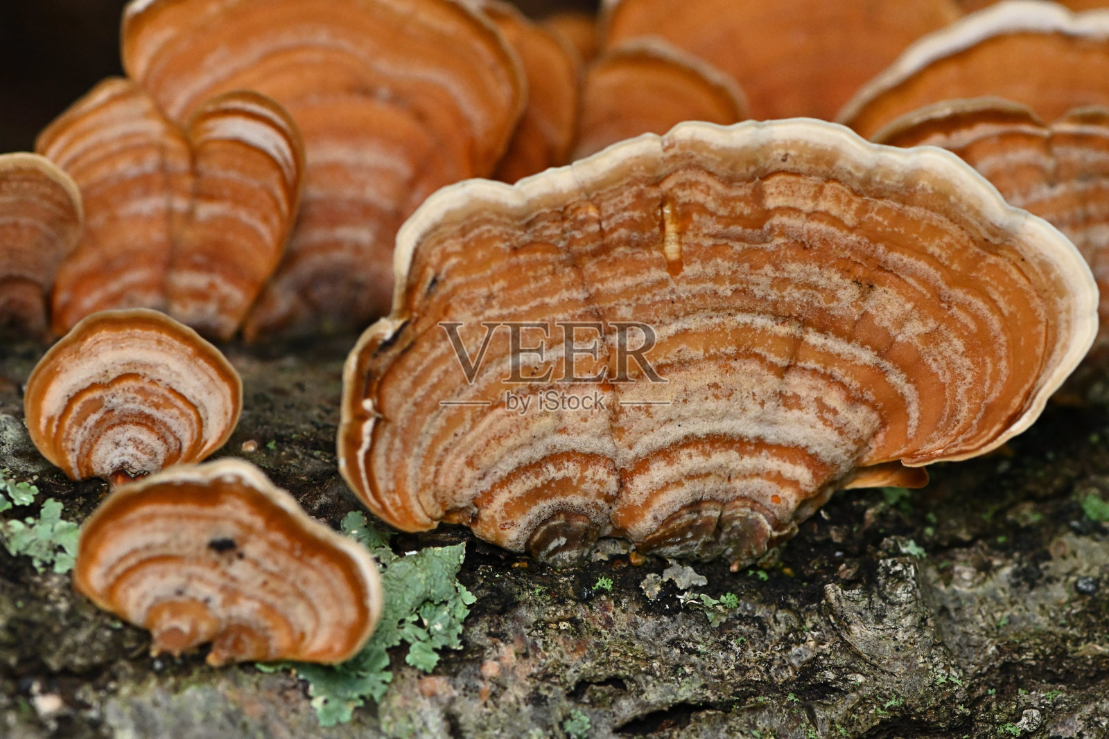 假火鸡尾菇照片摄影图片