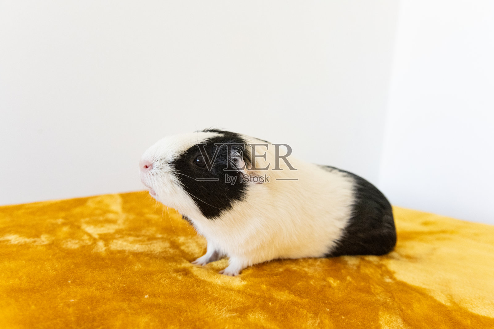 室内宠物豚鼠的肖像照片摄影图片