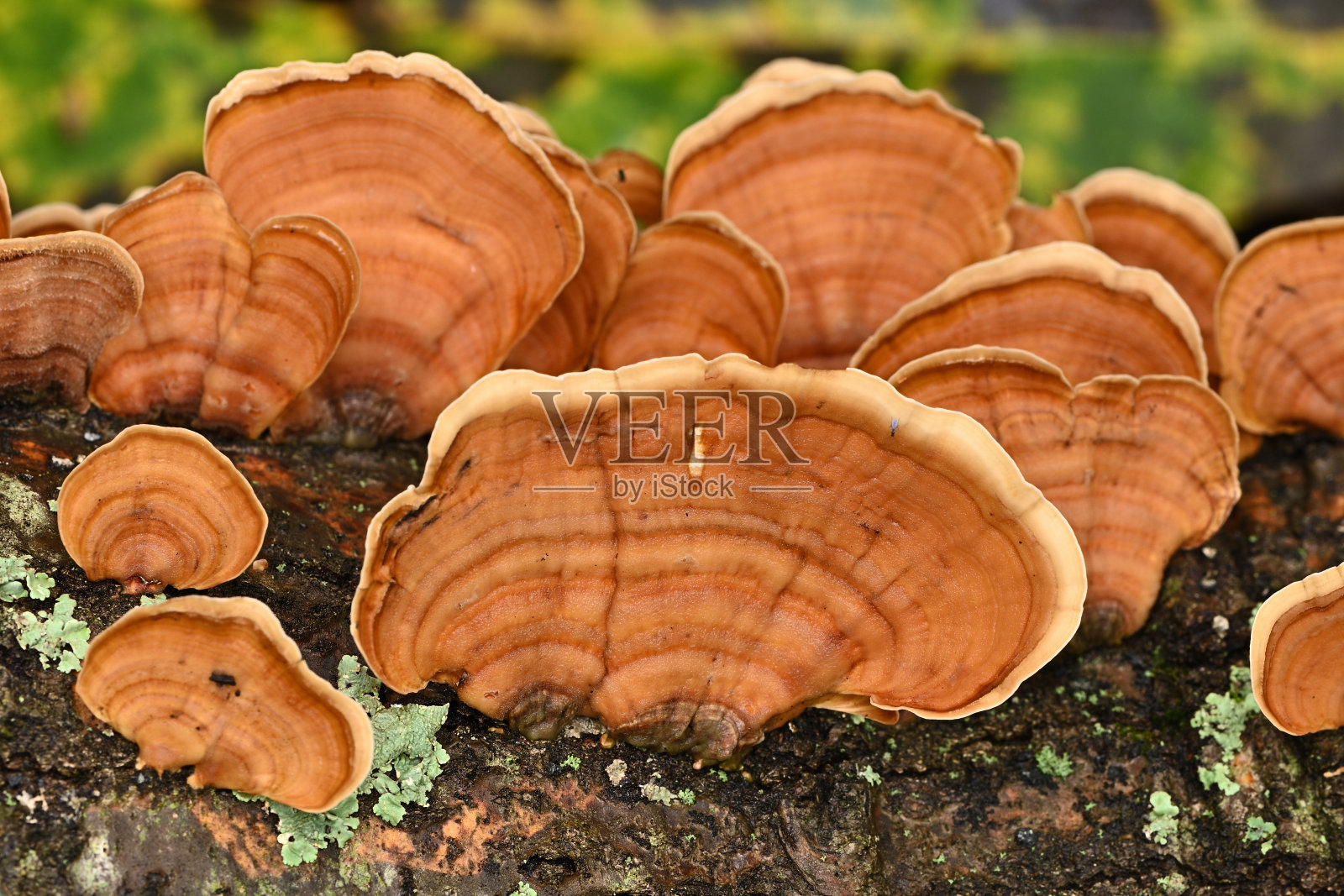 假火鸡尾蘑菇照片摄影图片