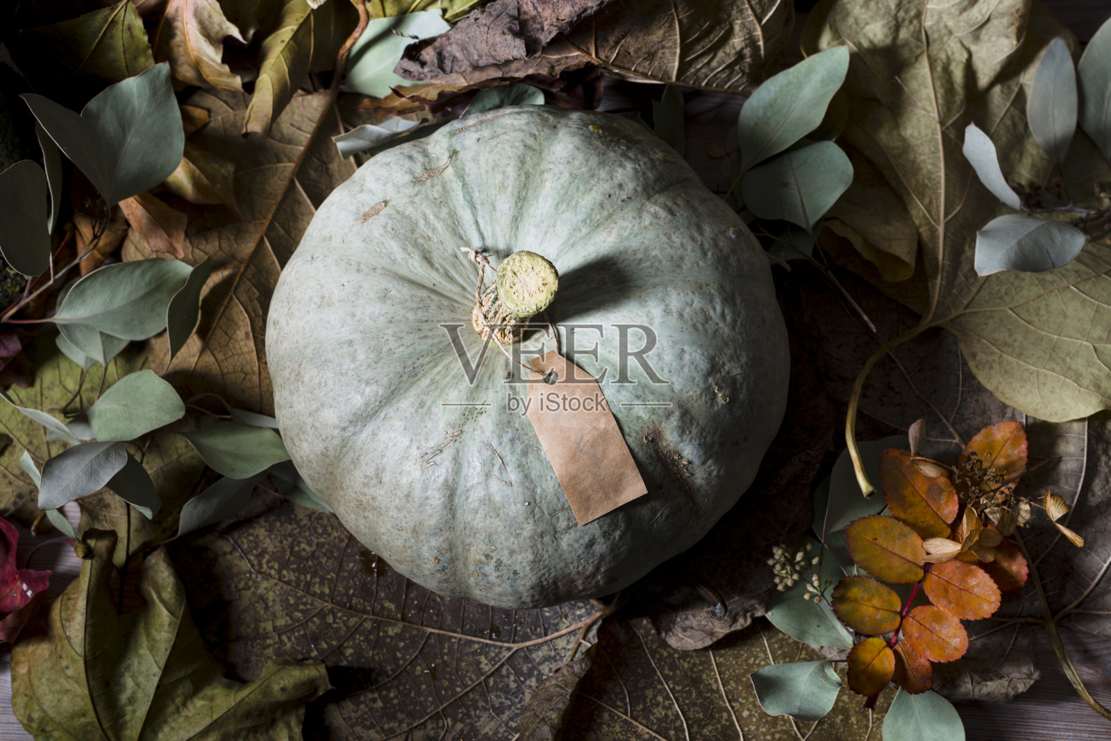 灰色的南瓜照片摄影图片