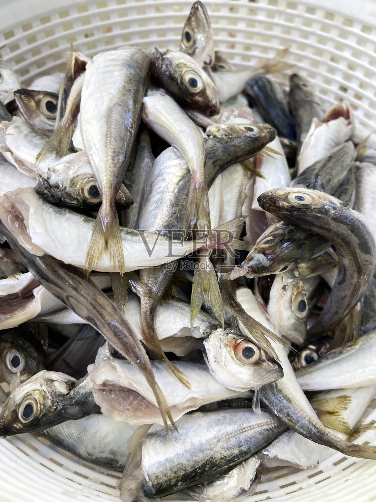 清洗后用于烹调的鲭鱼照片摄影图片