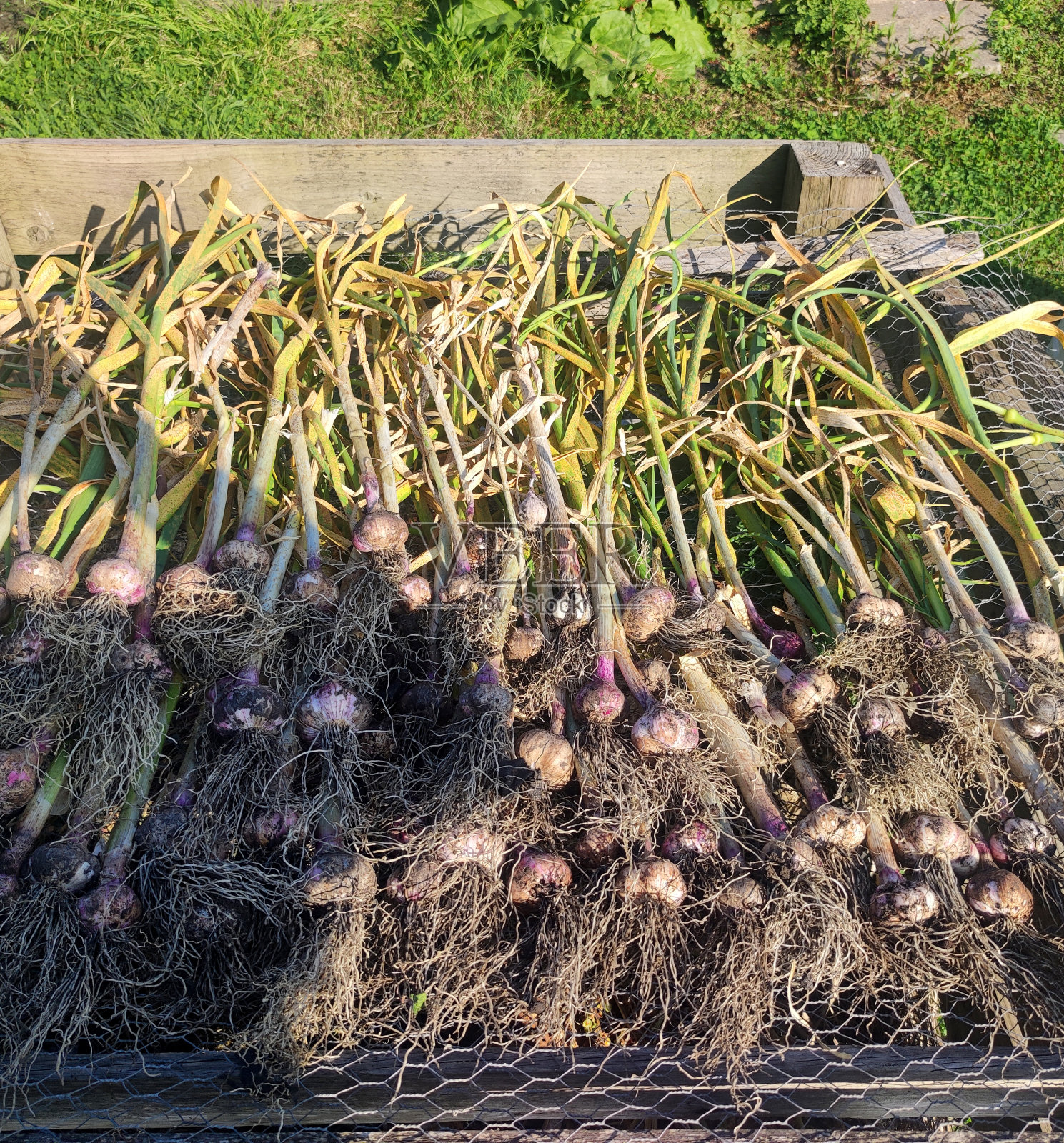 收获的大蒜球茎在花园分配照片摄影图片