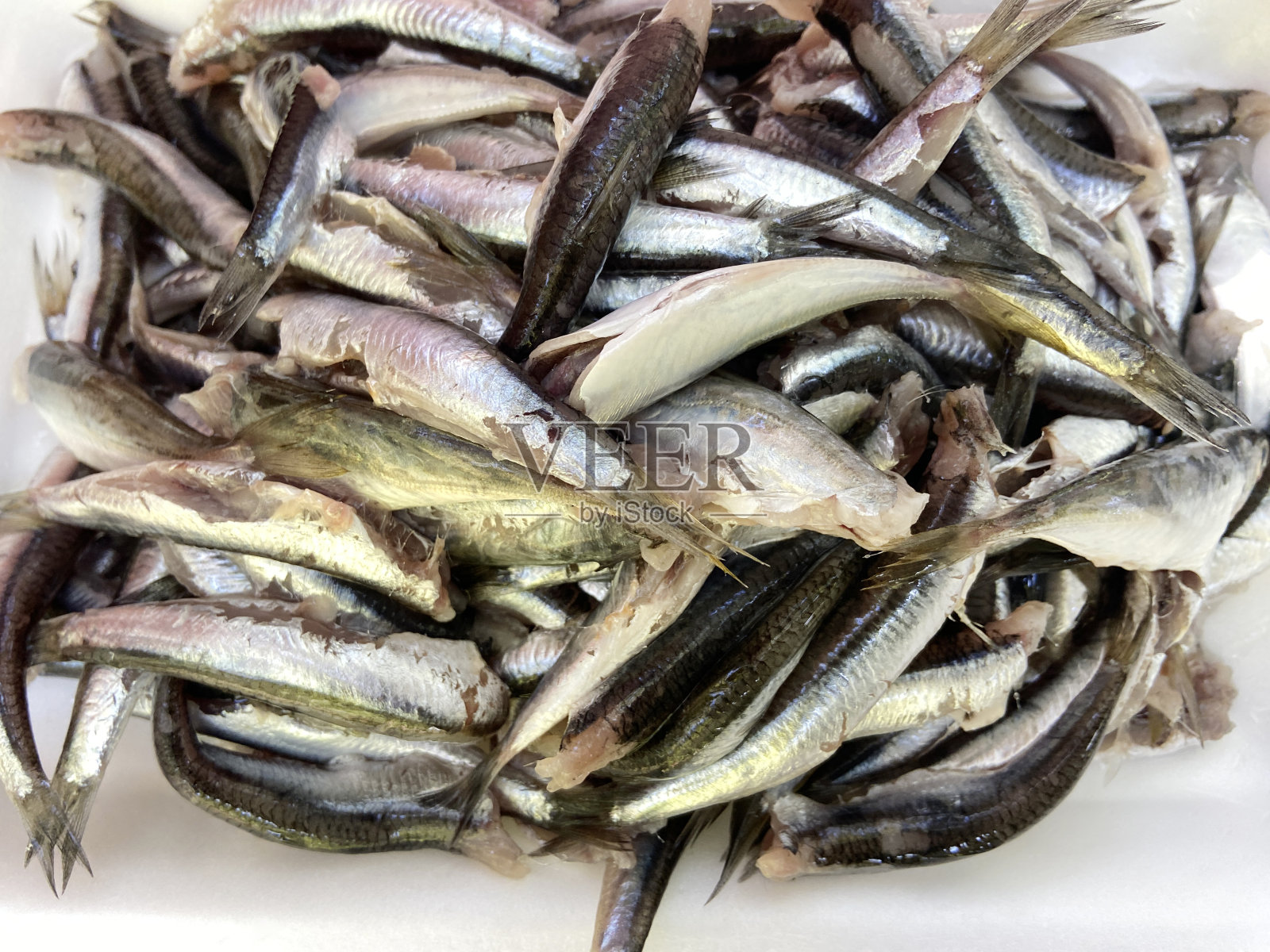 鳀鱼鱼照片摄影图片