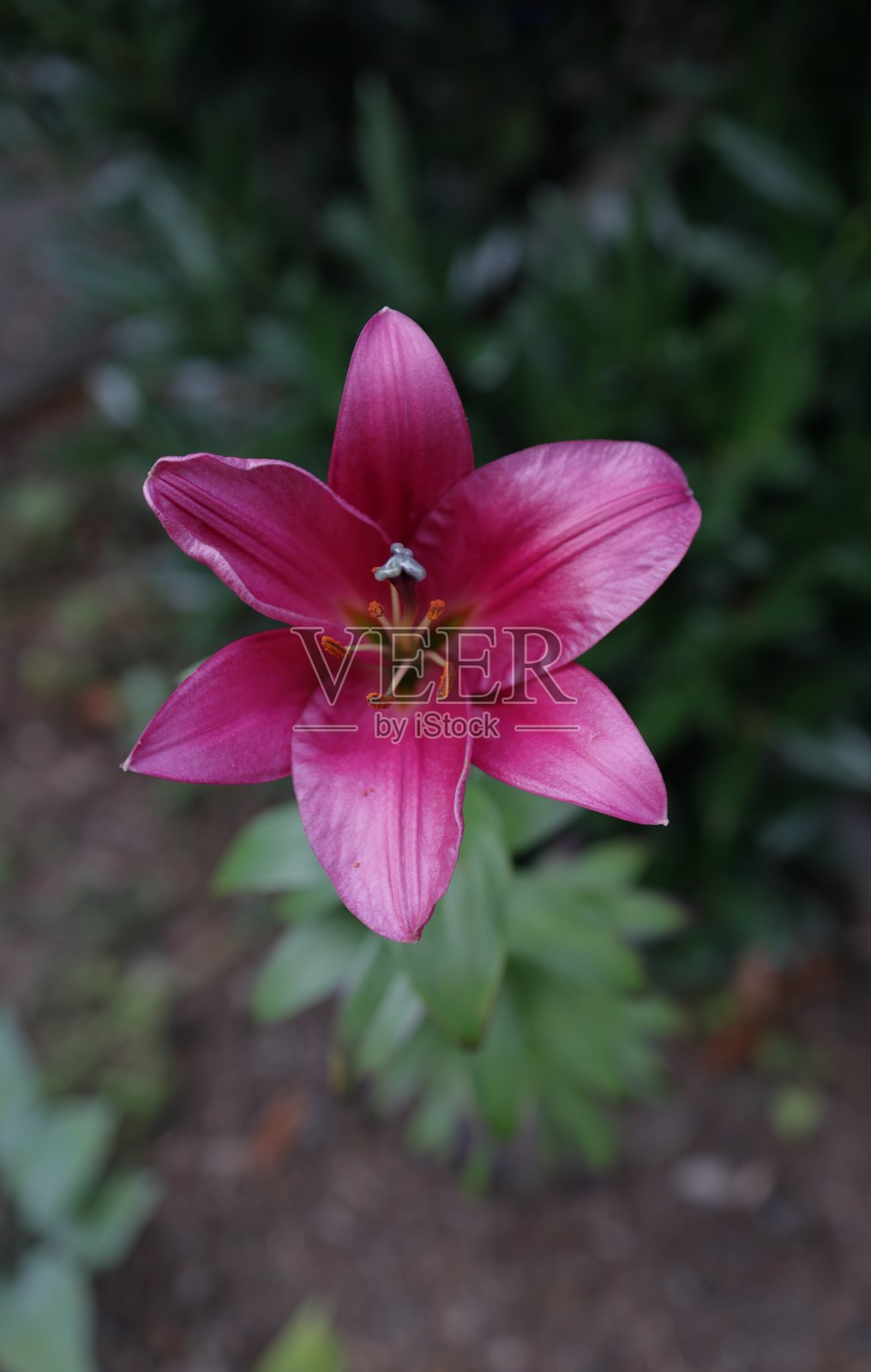 品红百合树与鲜艳的颜色在温哥华照片摄影图片