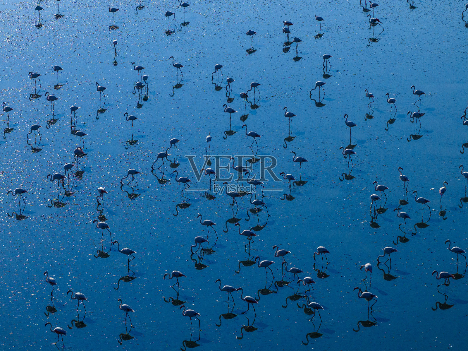 湖上的火烈鸟照片摄影图片