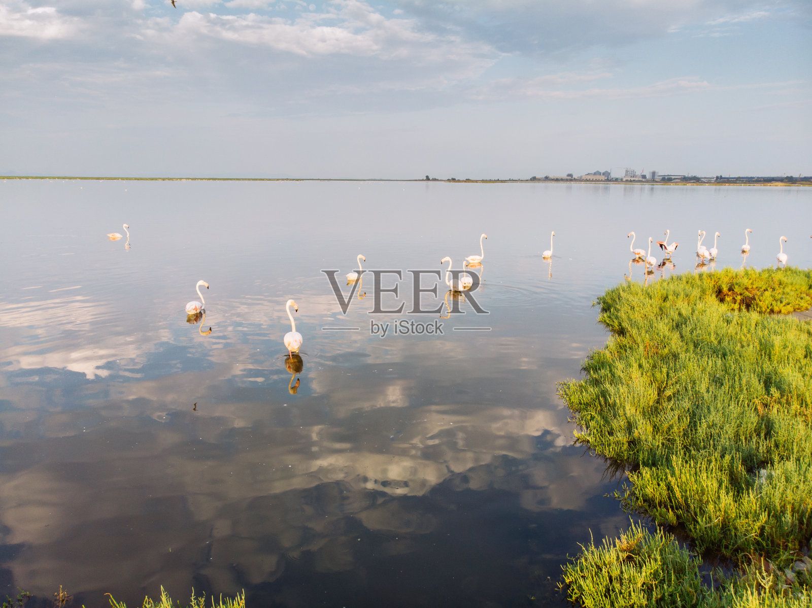 一群粉红色的火烈鸟。河流泻湖库存照片照片摄影图片