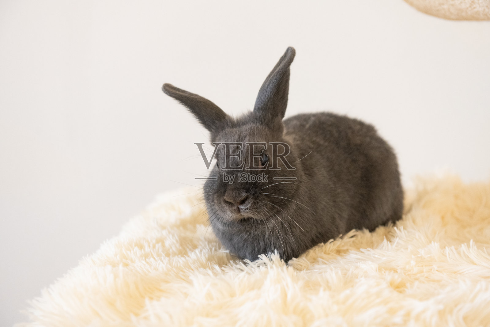 一只宠物兔坐在室内的肖像照片摄影图片
