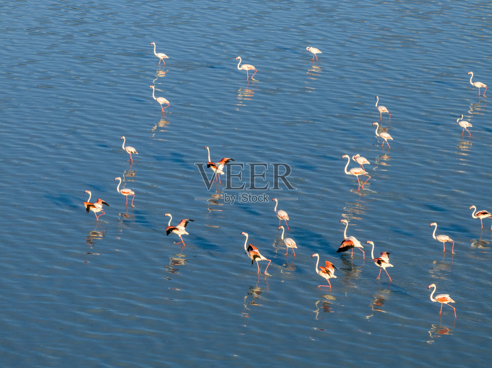 湖上的火烈鸟照片摄影图片