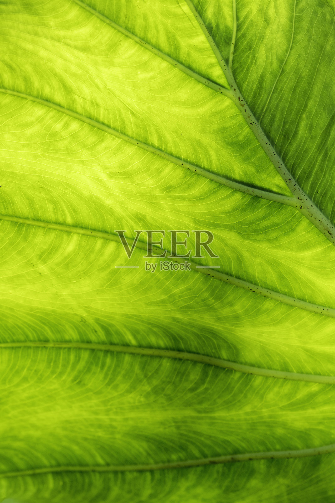 象耳叶照片摄影图片